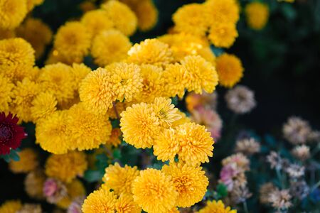 Yellow chrysanthemum flowers bloom in the garden in autumnの写真素材
