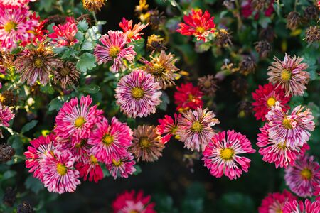 Wilted pink chrysanthemum flowers in the gardenの写真素材