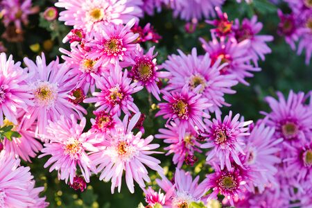 Background of purple pink chrysanthemum flowers in the gardenの写真素材