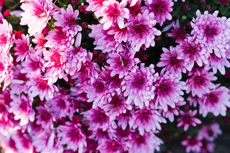 Background of purple pink chrysanthemum flowers in the gardenの写真素材