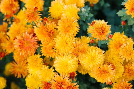 Yellow chrysanthemum flowers bloom in the garden in autumnの写真素材