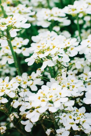 white flowers iberis in the gardenの写真素材
