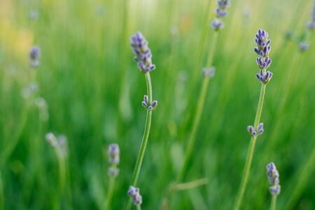 Lavender flowers in the field. Selective focusの写真素材