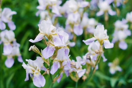 Beautiful lilac iris flowers grow in the gardenの写真素材