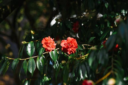 Red Camellia flowers on a Bush in springの写真素材