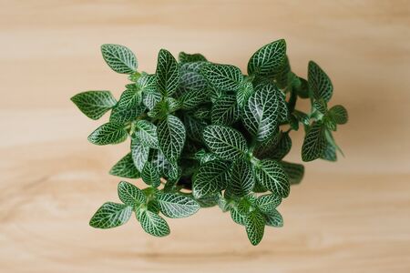 houseplant fittonia dark green with white streaks in a brown pot on a beige background with boards. Top viewの写真素材