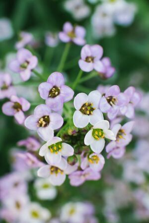 Ellisium lilac flowers closeup in the garden in summer.の写真素材