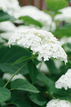 Selective focus on a white hydrangea flower in the summer in the garden.