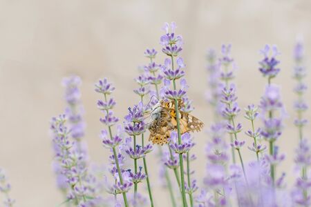 A beautiful butterfly drinks nectar on a lavender flower in a lavender field.