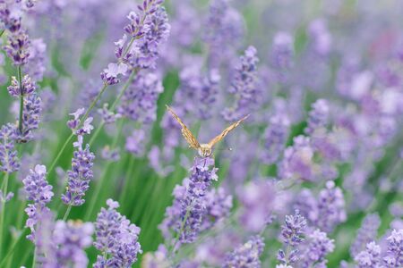 A beautiful butterfly drinks nectar on a lavender flower in a lavender field.の写真素材