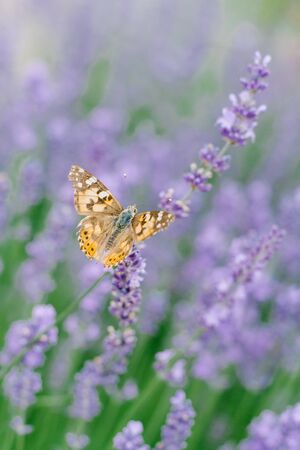 A beautiful butterfly drinks nectar on a lavender flower in a lavender field.