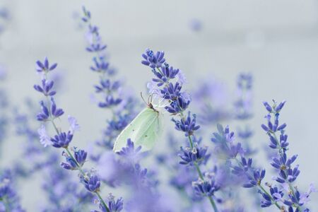 The lemongrass butterfly sits on a lavender flower and drinks nectar on a flower in a field.の写真素材