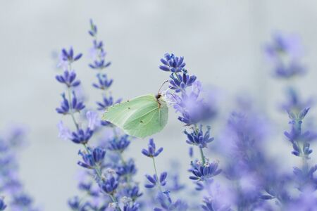 The lemongrass butterfly sits on a lavender flower and drinks nectar on a flower in a field.の写真素材