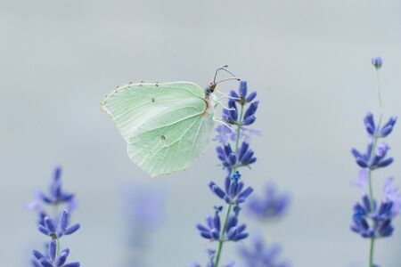 The lemongrass butterfly sits on a lavender flower and drinks nectar on a flower in a field....