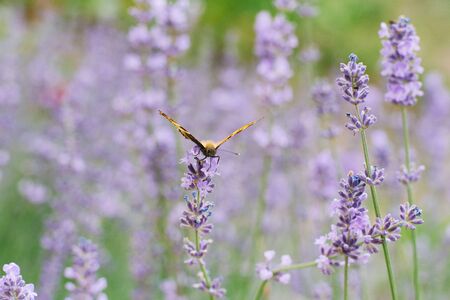 Butterfly urticaria sits on a lavender flower in a field.の写真素材