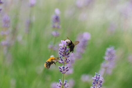 Two bees fly near a lavender flower in a field.
