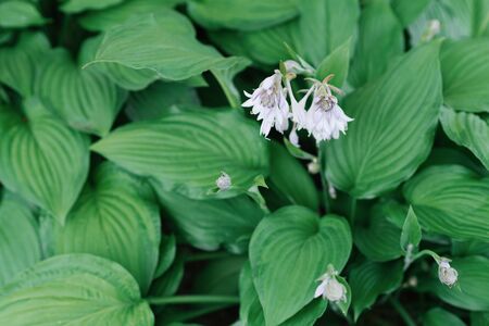 Delicate lilac flowers hosts in the garden in summer.の写真素材