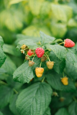 Ripe and unripe raspberries in the sun grow on a Bush in the orchard. An agricultural product grown...