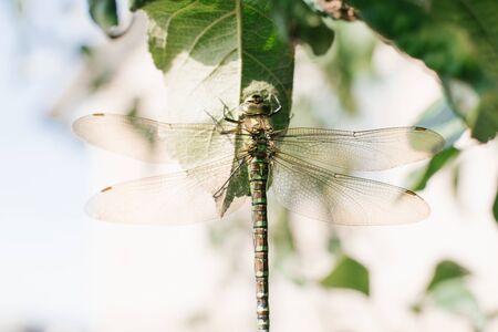 Close up detail of dragonfly. dragonfly image is wild with blur backgroundの写真素材