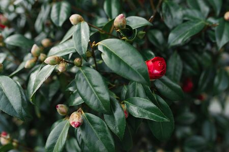 Camellia buds on a tree close upの写真素材
