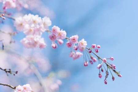 An elegant beautiful branch of decorative cherry trees with flowers against the blue sky. Selective focus. Blooming tree on the background of nature. Spring Backgroundの写真素材