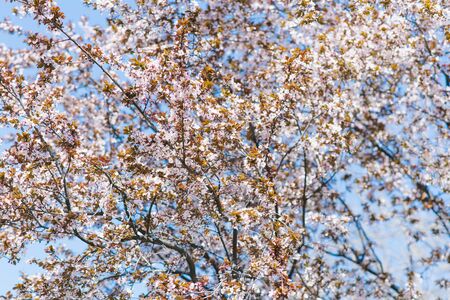 Lots of cherry blossoms on a tree on a Sunny clear day against a blue sky