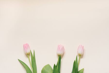 The concept of a spring morning. Pink tulips on a white background, top view with space for your text. Holiday card for mother's day, Valentine's day, March 8の写真素材
