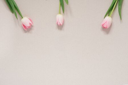 Lovely pink tulips in the background. Beautiful spring flowers. Card for the holidayの写真素材