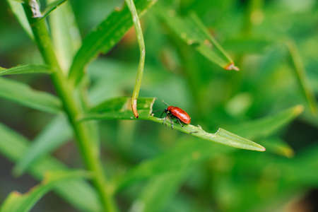 Red fireman beetle on Lily leaves. Garden pestsの写真素材