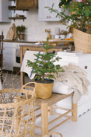 A Christmas tree in a wicker vase stands on a wooden bench in the dining room in the houseの写真素材