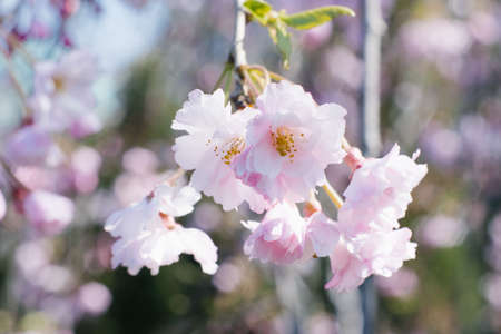 Spring cherry blossoms blooms, pink flowers, Sakura Japanese flowers season. Selective focus....