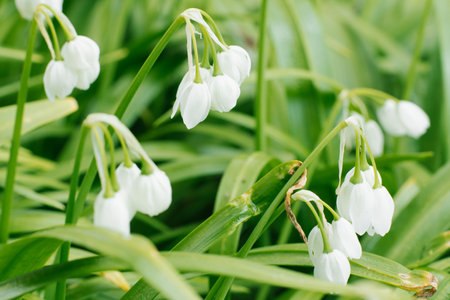 White flowers of Allium paradoxum in the spring in the forest close-up. Selective focus