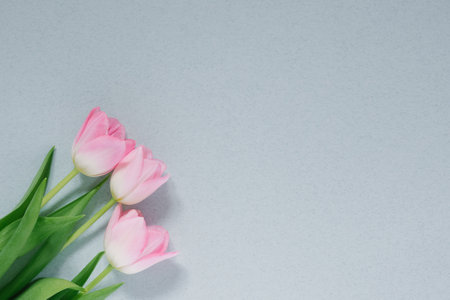 Pink tulips on a blue background with copy space. Postcard for mother's day, birthday, spring holiday March 8, Easter, Valentine dayの写真素材