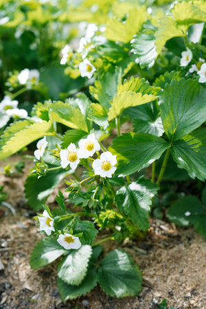Beautiful spring flowering strawberries in the gardenの写真素材