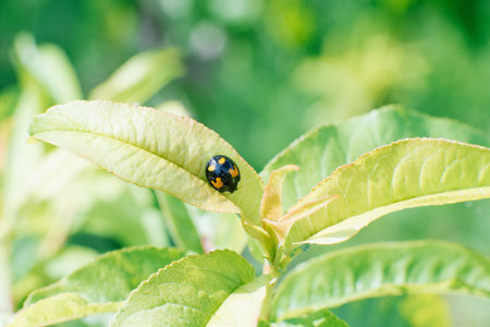 A black and yellow ladybug sits on a leaf of a garden tree