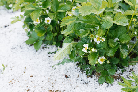 Flowering strawberry bushes, covered and damaged by summer hailの写真素材