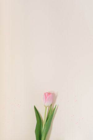 Tenderness Pink tulip. Spring card or background with space for text. Top view. Copy space. Mothers dayの写真素材