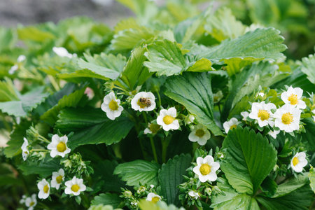 White flowers of organic strawberries in the farmの写真素材