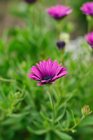 Lilac flowers of osteospermum grow in the gardenの写真素材