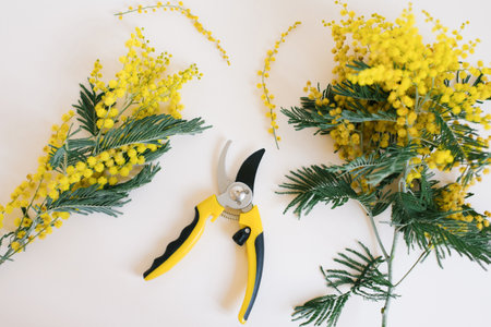 Fresh mimosa branches, garden pruning tool on a beige pastel background. Gardening and floristry, the concept of spring work. Flat layの写真素材