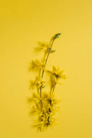 A blooming yellow forsythia branch on a yellow background. Spring card for Easter or Mother's Dayの写真素材