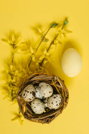Quail eggs and a yellow forsythia branch on a yellow paper background in a minimalist style. Easter...