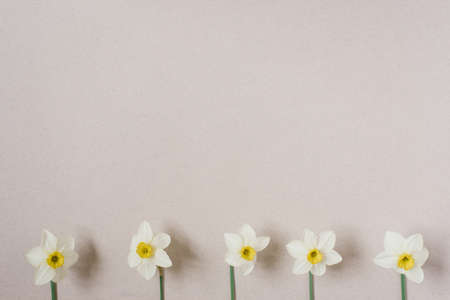 Spring flowers. Daffodil on a beige background. A bouquet of white daffodils. Floral background....