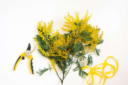 Fresh mimosa branches, garden pruning tool on a beige pastel background. Gardening and floristry,...