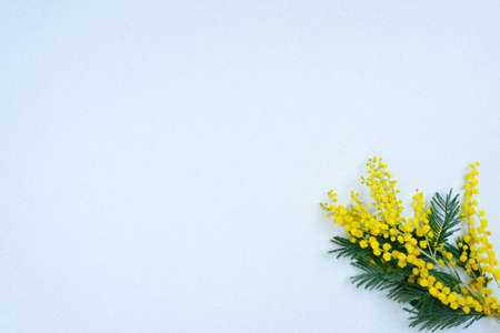 Floral frame of yellow mimosa branches on white background. Flowers of woman day. Flat lay, top view.の写真素材