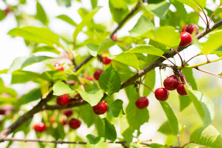Cherries hanging on a cherry tree branch.の写真素材