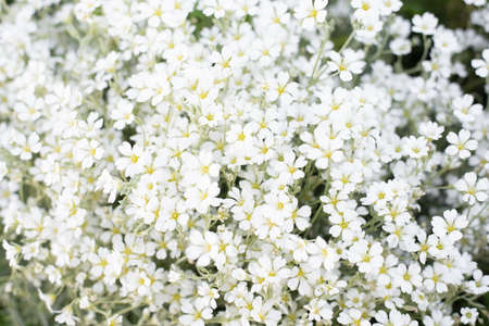 background of white jaskolka Cerastium flowers in the summer garden. Rapid flowering of groundcover flowersの写真素材