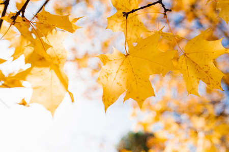 A sunny autumn day in the reflection of a yellow maple leaf on a tree branch. Copy spaceの写真素材