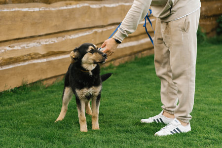 A cute puppy is resting with its owner, spending time together in the open air. A man strokes a pet on the headのeditorial素材