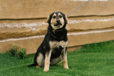 A smiling, playful black-and-red mixed-breed dog in the yard of the house on a leash enjoys a walk